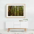 thumbnail image 6 of Majesty of the Redwoods - Weott California Photography Unframed Wall Art Print 20 x 30 inches, 6 of 7