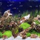 thumbnail image 4 of 6 piezas de piedras volcánicas decorativas para acuario, pecera, rocas volcánicas, adornos fijadores de plantas, 4 of 7