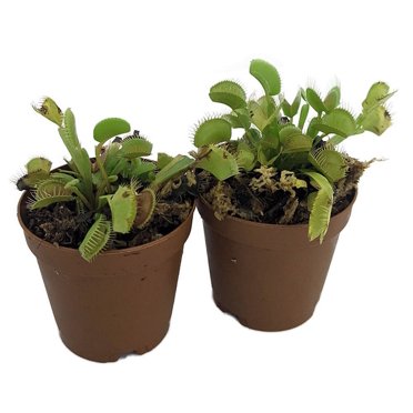 Asian Pitcher Plant - Nepenthes - Carnivorous - Exotic - 4" Hanging Pot ...