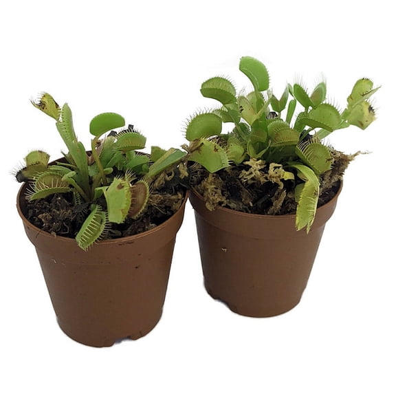 Venus Fly Trap Plant - 2 Plants 2" Pots - CARNIVOROUS - Dionaea