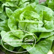 SCARBOROUGH SEEDS Organic Butter Lettuce 1000 Seeds non GMO (Buttercrunch)
