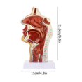 thumbnail image 3 of Anatomical Nasal Cavity Model with Pharynx & Larynx - Detailed Educational Tool for Medical Students & Professionals, 3 of 5