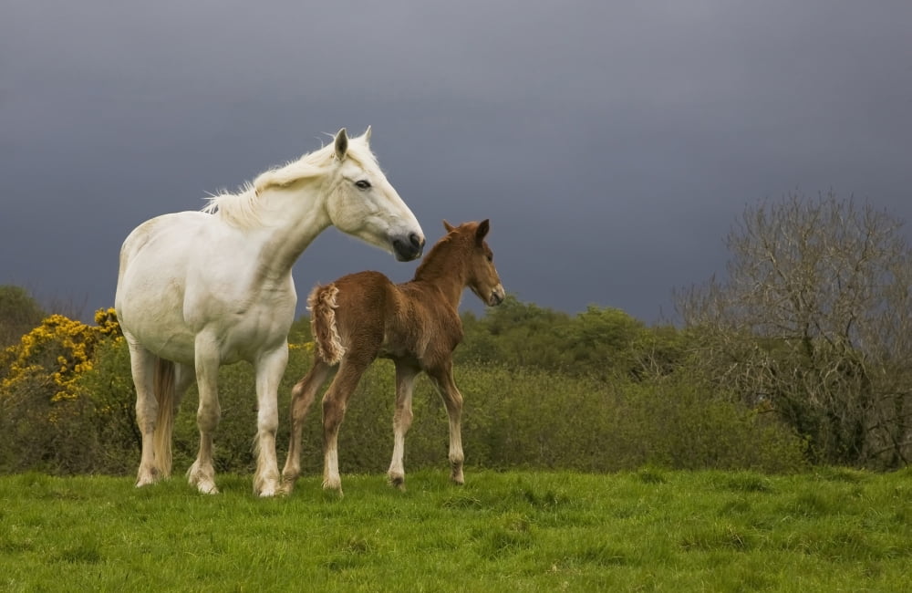 Mare And Foal Co De