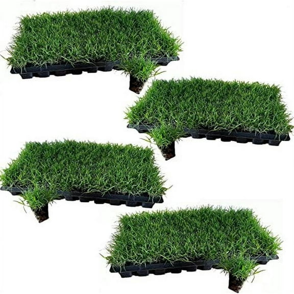 Tahoma 31 Bermuda Grass Plugs - 200 Large Plugs