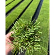 Zoysia Plugs - 100 Full Zoysia Grass Plugs