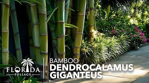 Dendrocalamus Giganteus Bamboo  3 Large Gallon Size Plants  Fast-Growing Privacy Screen  Giant Live Outdoor Greenery  Sustainable Garden Solution