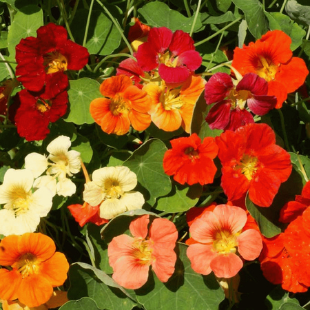 Nasturtium Seed Packet Everwilde Farms - 25 Tom Thumb Mixed Nasturtium Garden Flower Seeds - Gold Vault Jumbo Bulk Seed Packet ()