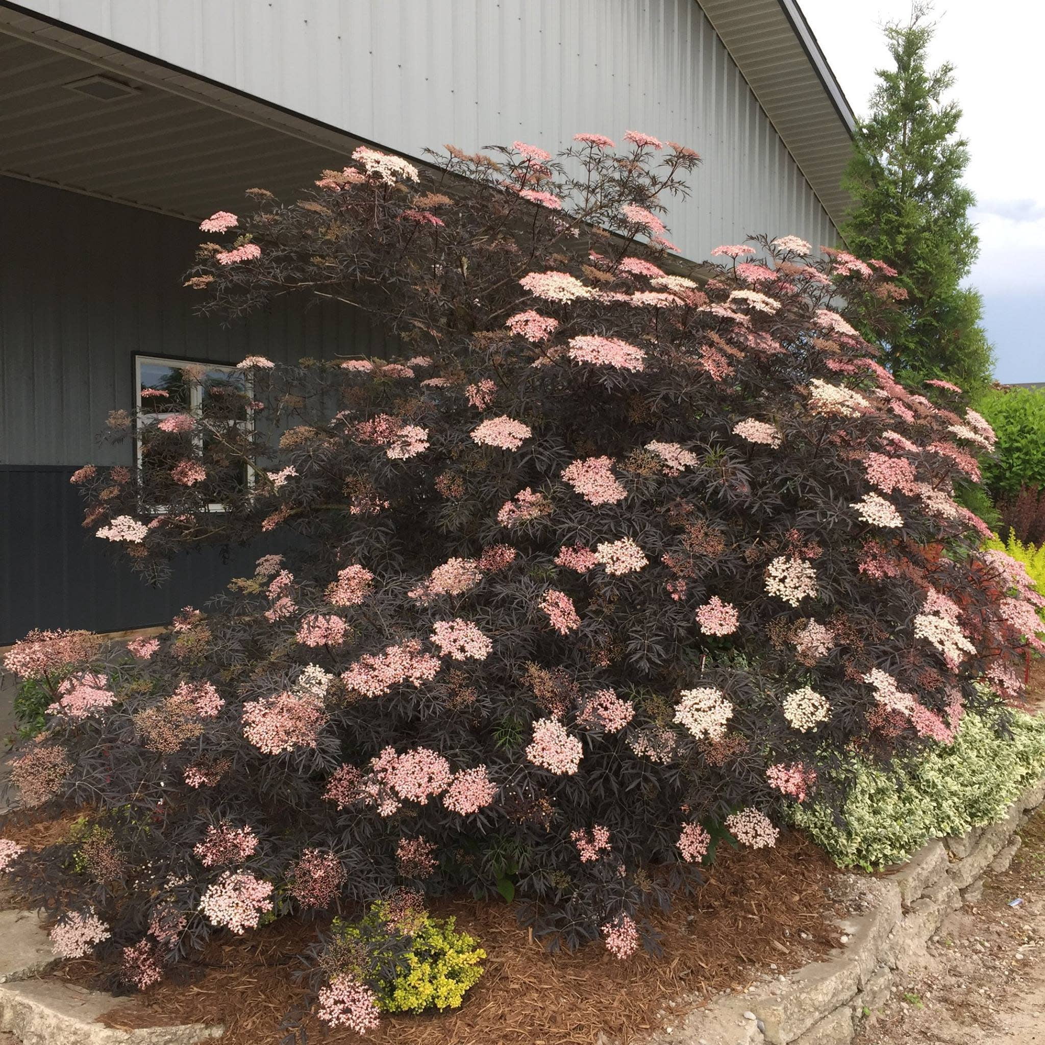 Proven Winners ColorChoice 5" Pink Black Lace Elderberry Live Plant in 4.5" Pot (4 Count)
