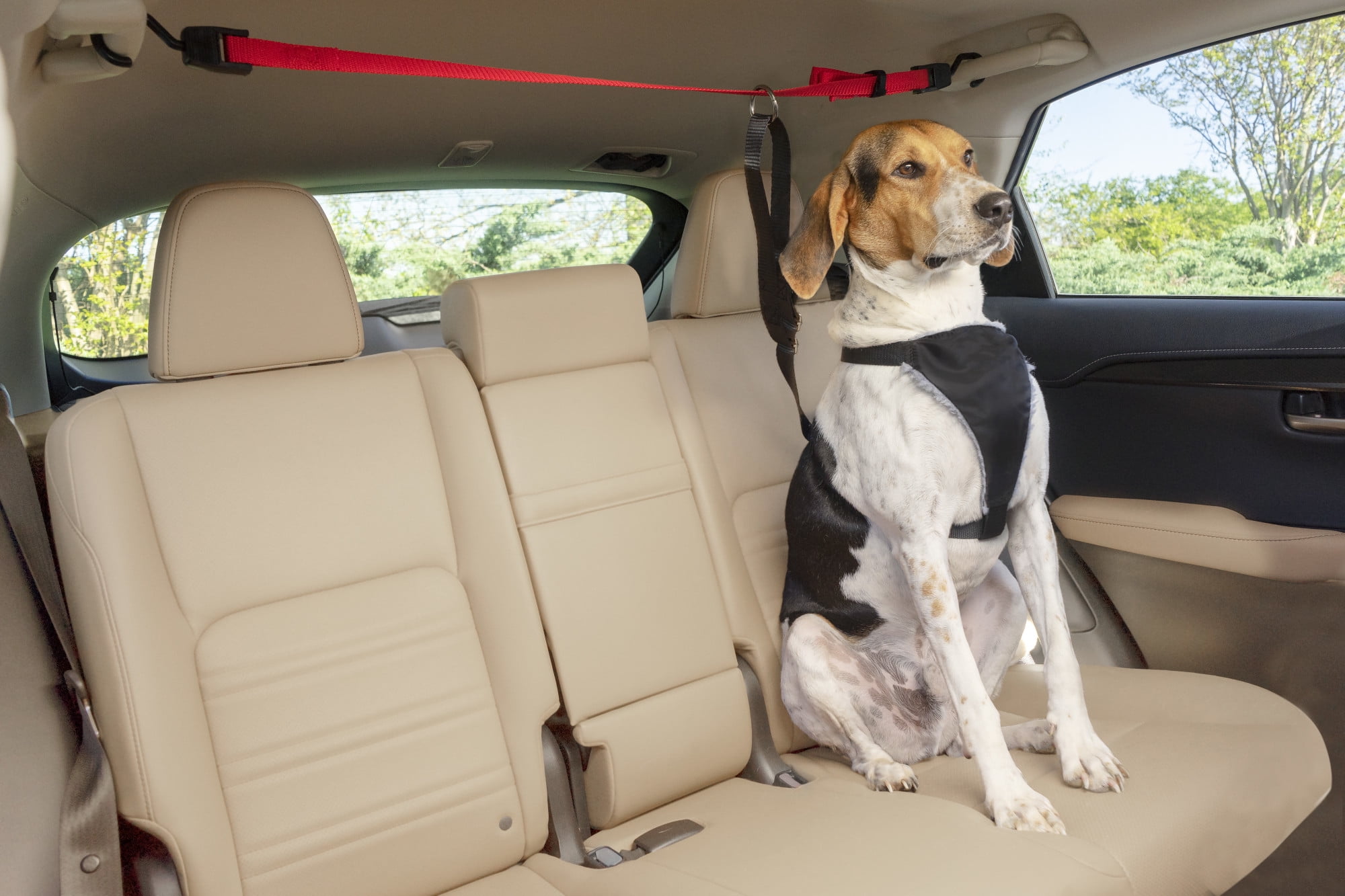Petsmart seat belt harness 2025