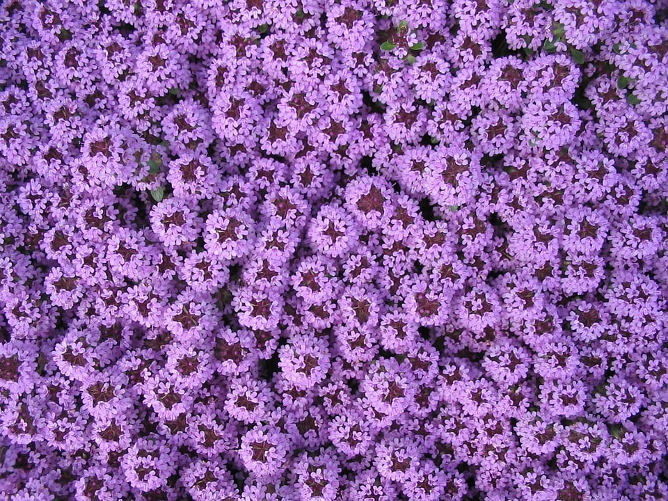 Purple Pretty Spring Garden Carpet of Flowers12 Inch BY 18 Inch