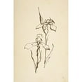 thumbnail image 3 of Paschke, Chris 13x18 Black Modern Framed Museum Art Print Titled - Vintage Line Iris II, 3 of 5