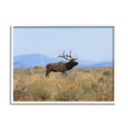 thumbnail image 4 of Stupell Industries Elk Grazing Pasture Grassland Blue Distant Mountains Framed Wall Art, 20 x 16, Design by Daniel Sproul, 4 of 5