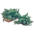 thumbnail image 1 of Albahaca por pieza, 1 of 1