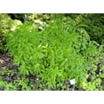 thumbnail image 4 of 100 MINT BUSH White Elsholtzia Stauntonii Alba Chinese Mint Fragrant Shrub Seeds, 4 of 5
