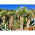 thumbnail image 3 of Silver Yucca - Live Plant in a 3 Gallon Growers Pot - Yucca Rostrata - Rare Outdoor Ornamental Slow Growing Evergreen Tree, 3 of 5