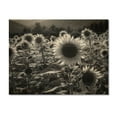 thumbnail image 3 of Designart "Field of Dreams Monochrome Sunflowers II" Floral Print on Natural Pine Wood, 3 of 5