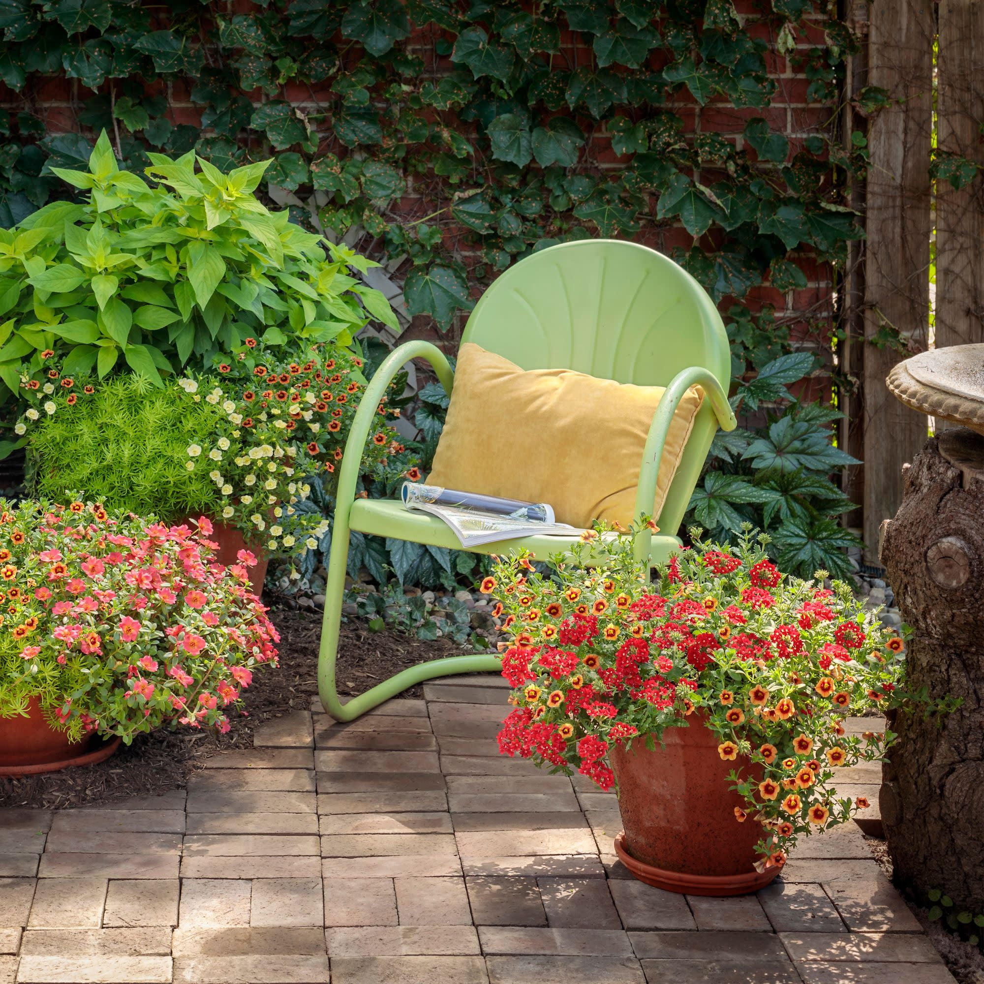 Proven Winners 4" Orange Superbells Tangerine Punch Calibrachoa Live Plant in 4.25" Pot (4 Count)