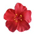 thumbnail image 2 of Kokovifyves Beauty Tools Simulated Fusang Flower Hawaiian Flower Head-dress Accessories Hair Clip, 2 of 7