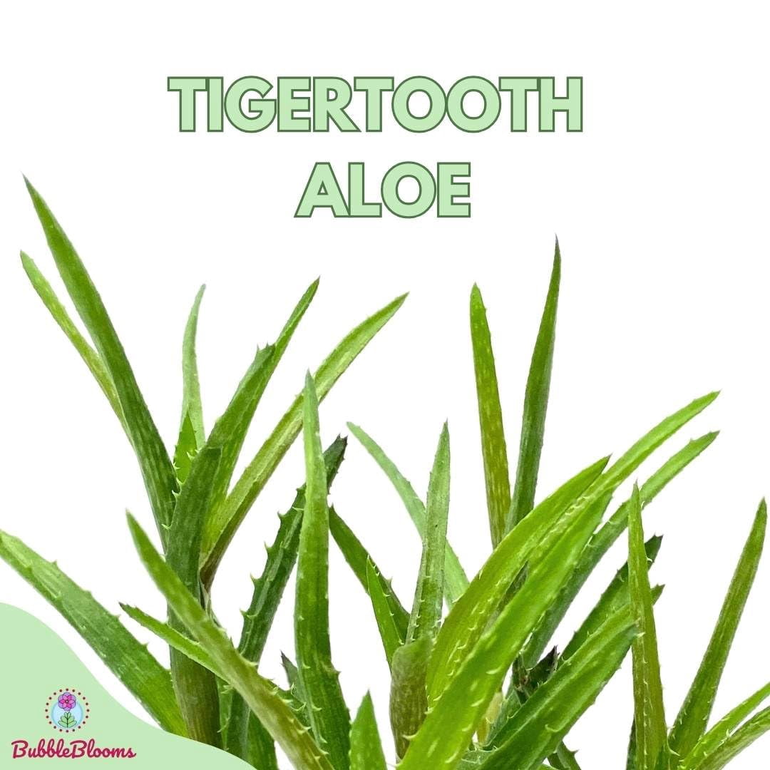 aloe vera aloin Real Aloe Aloe Vera Juice 32 oz
