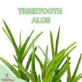 thumbnail image 3 of Tiger Tooth Aloe, Aloe juvenna Brandham, Dwarf Aloe, Tiger-Tooth Aloe, Rare Succulent Plant Live in 4 inch Pot, Well Rooted Healthy Starter, 3 of 10