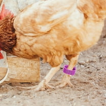 NIAIZEK 100 Pcs Adjustable Plastic Chicken Leg Bands for Poultry Breeding and Identification