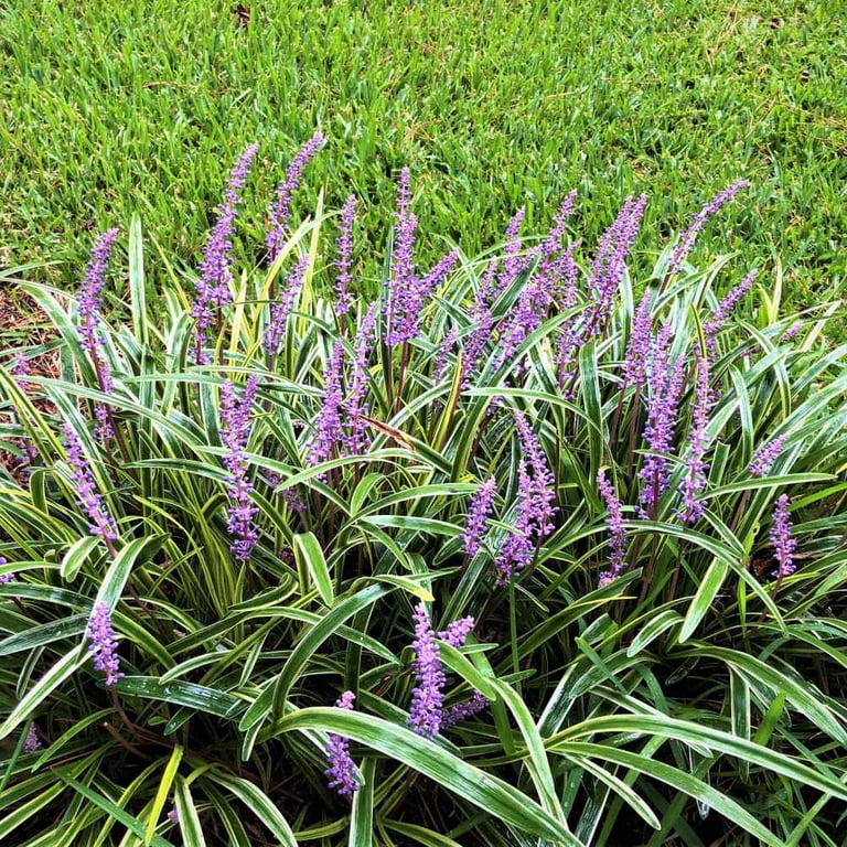 Outsidepride Monkey Grass Seeds - 50 Seeds