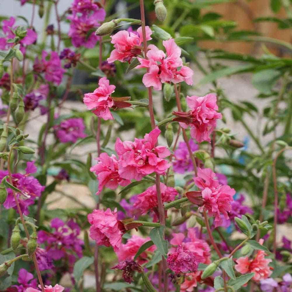 Mountain Garland Seeds - Clarkia Unguiculata Wild Flower Seed - 5 LBS