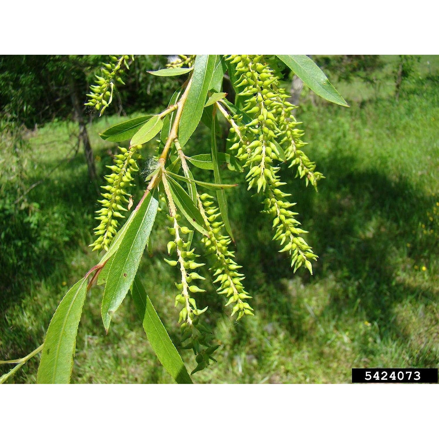 12 Black Cuttings Beautiful Shade and Privacy Tree Grow Trees One