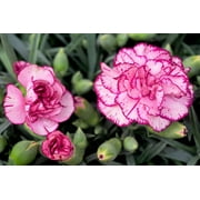 Seedville 50 Picotee Mix Carnation Flower Seeds, Double Bicolor Striped, Dianthus Caryophyllus