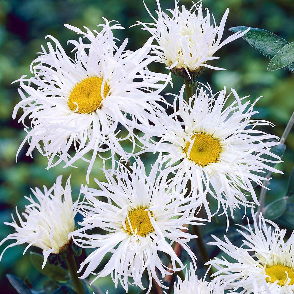 Old Court Shasta Daisy Perennial Leucanthemum 3" Pot