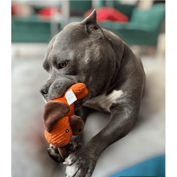 Juguetes para pitbull on sale