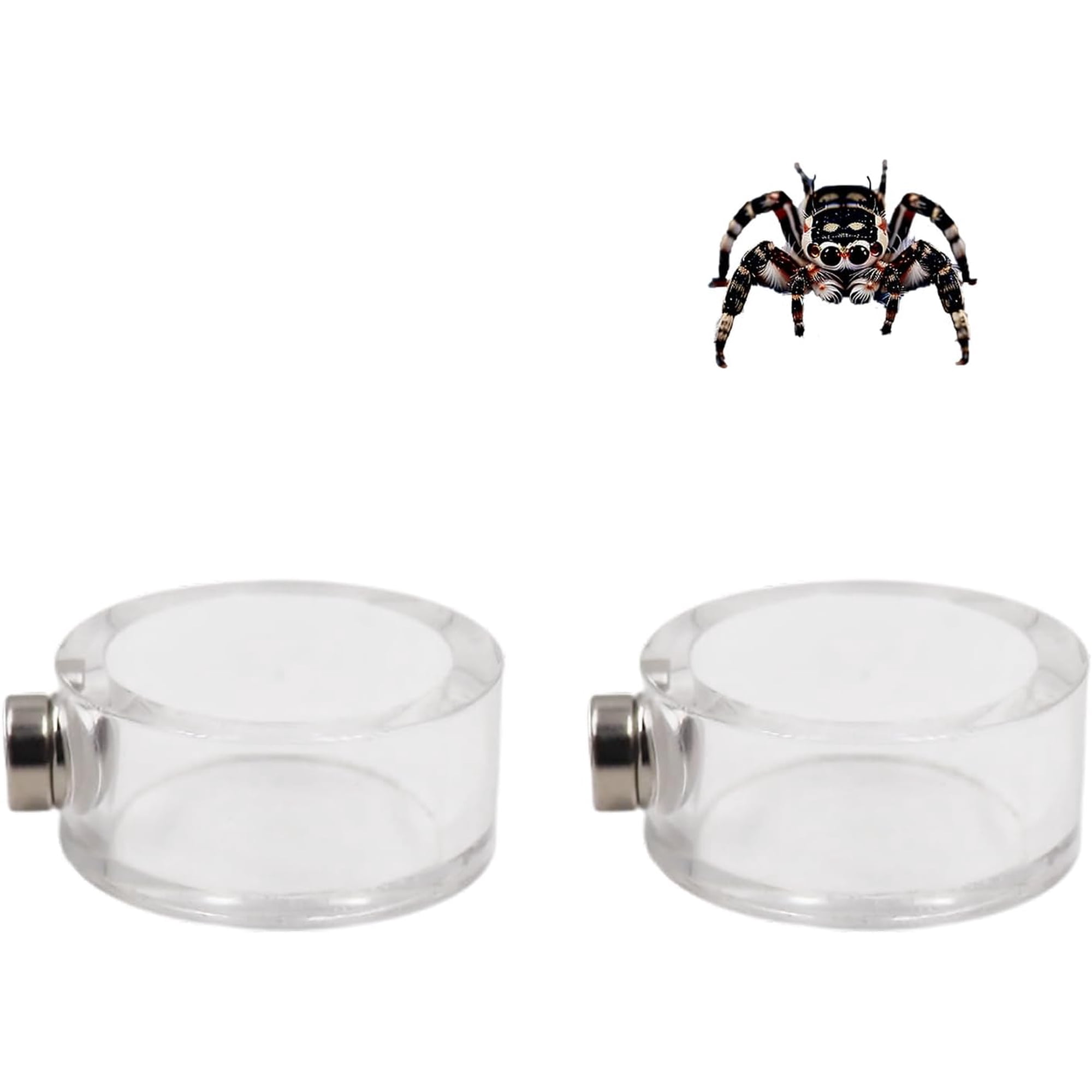 2-Pack Magnetic Acrylic Feeding & Water Dish – Leak-Proof for Jumping Spiders, Tarantulas & Mantis