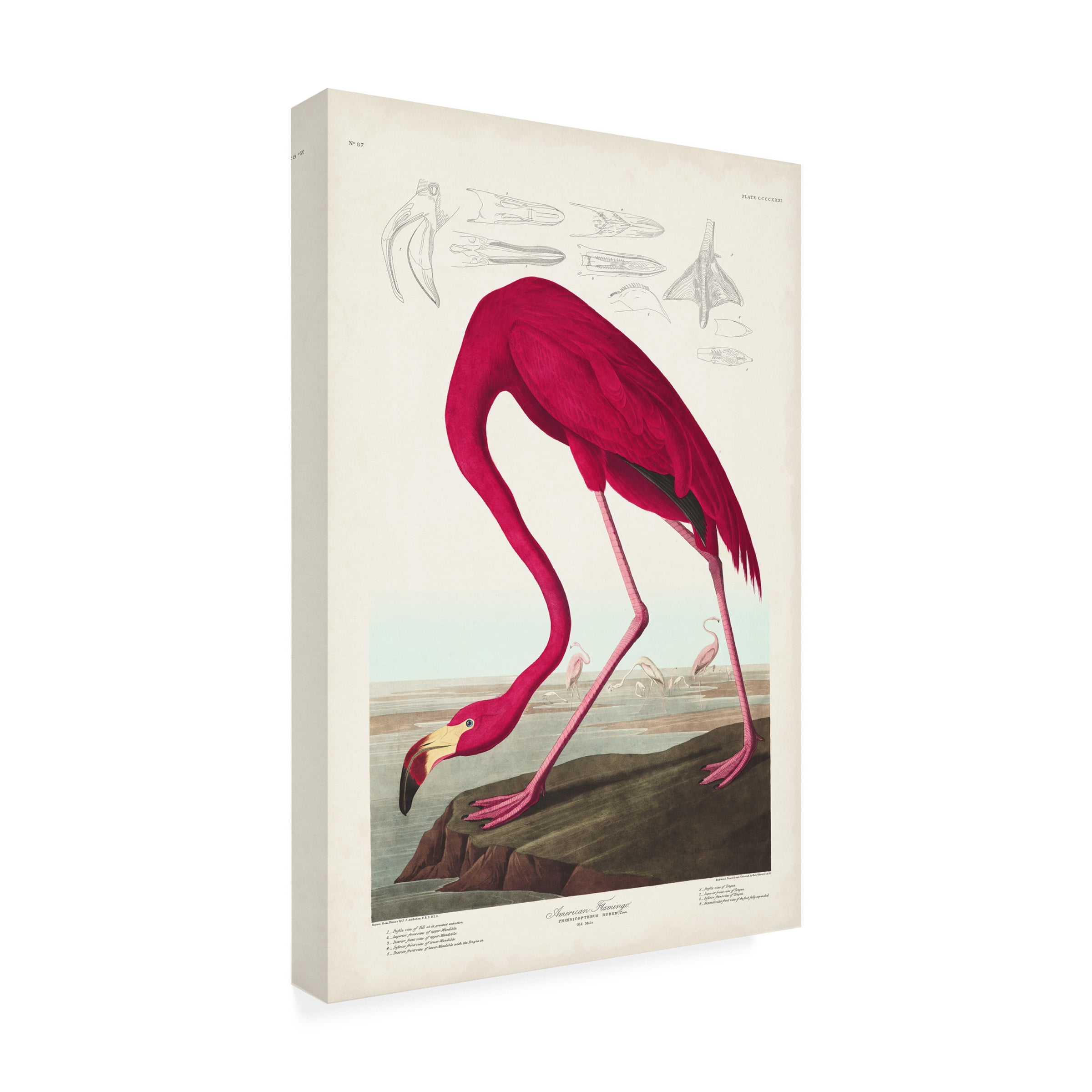 John James Audubon ' Flamingo' Canvas Art