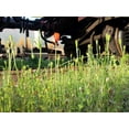 thumbnail image 6 of 50 Seeds Scarlet PRICKLYHEAD POPPY Papaver Argemone Roemeria Long Prickly Poppy Red Black Blue Flower Seeds, 6 of 6