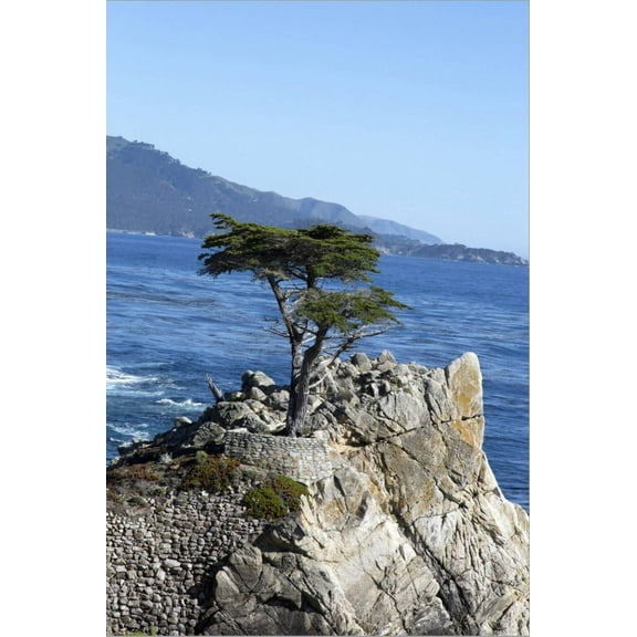 Art.com Lone Cypress on the 17-Mile Drive, Monterey Peninsula, California Stretched Canvas Print Wall Art by Carol Highsmith, 12" x 18"