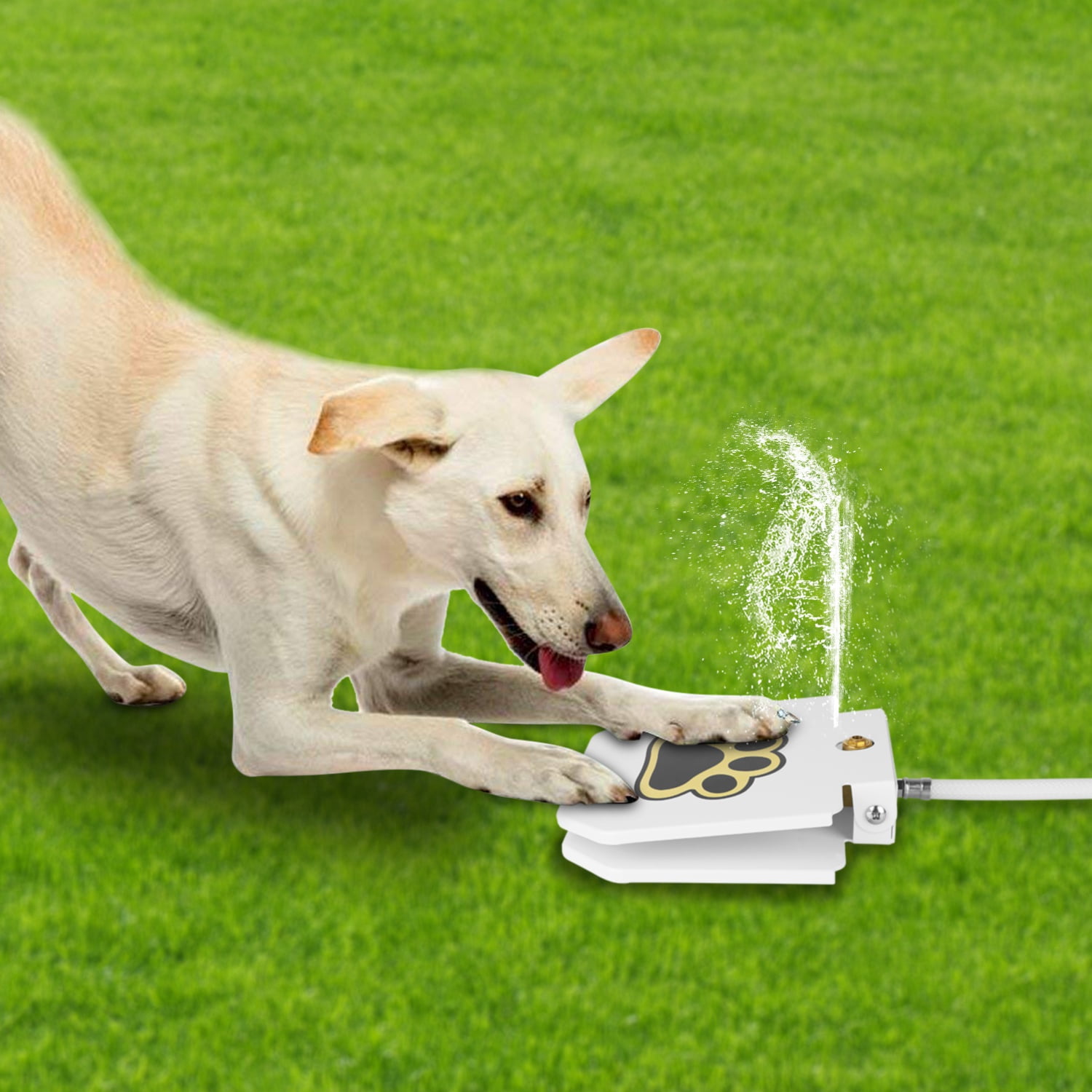 Outside dog cheap water fountain