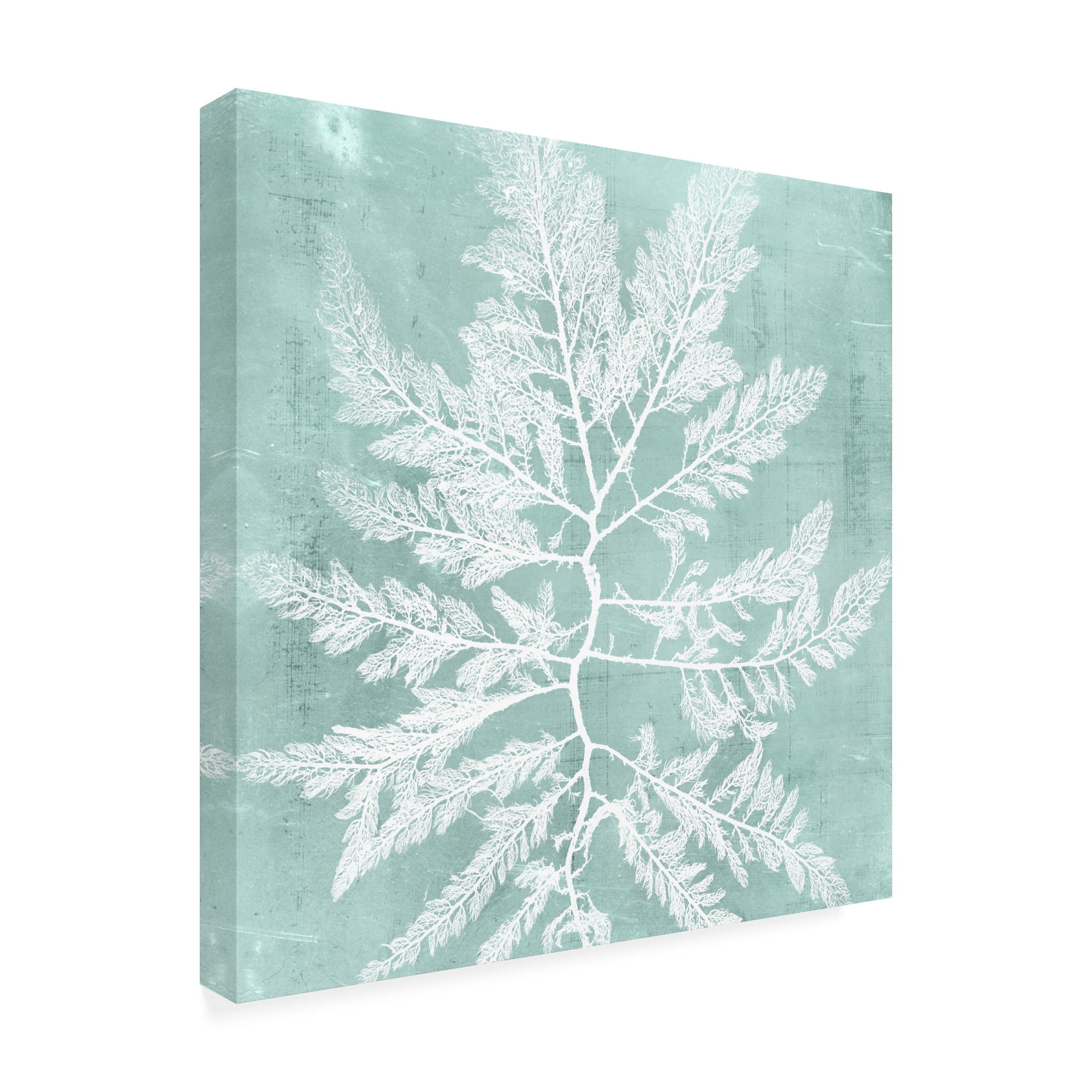 Trademark Fine Art 'Seaweed on Aqua I' Canvas Art by Vision Studio