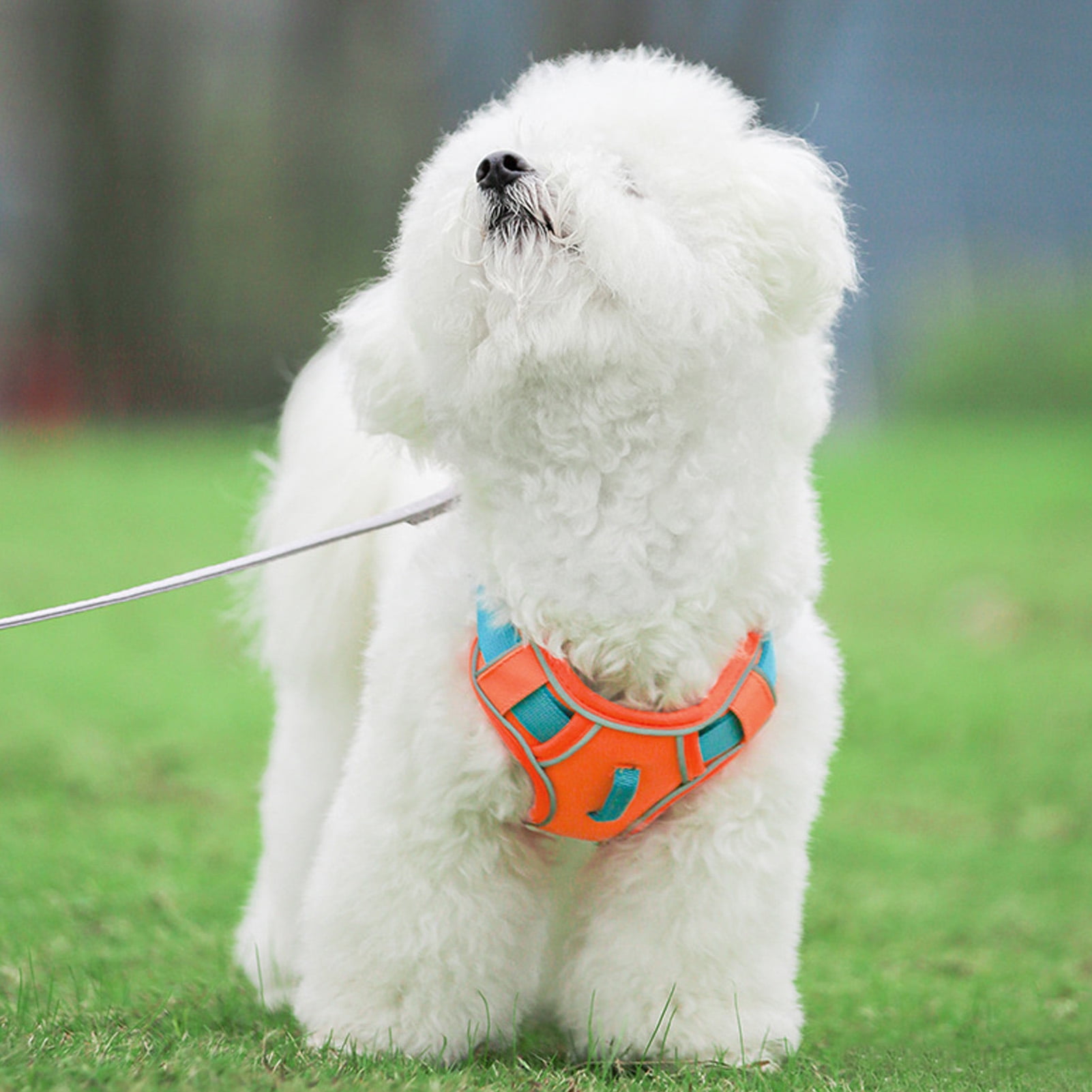 Dog chest strap discount