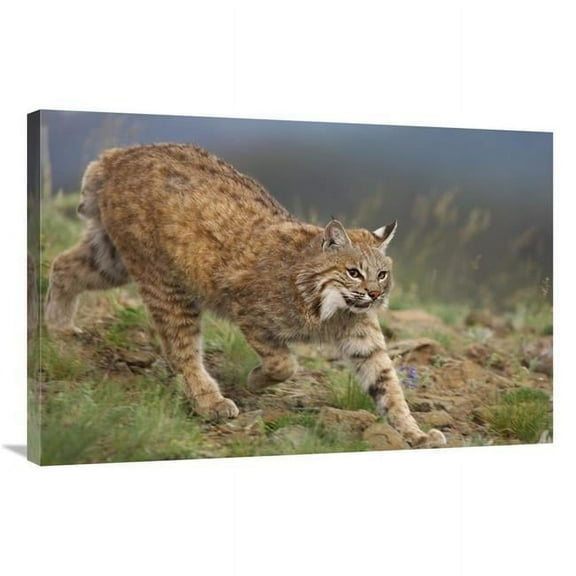 24 x 36 in. Bobcat Stalking, North America Art Print - Tim Fitzharris