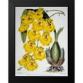thumbnail image 2 of Jennings, Samuel 15x18 Black Modern Framed Museum Art Print Titled - Oncidium Varicosum Var. Rogers II, 2 of 5