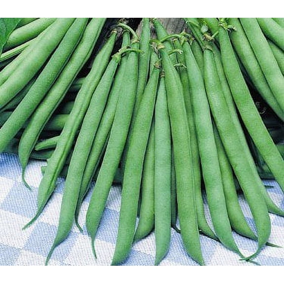 Contender Bush Bean Seeds - 50  Seeds - Big Yielder