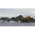 thumbnail image 2 of Young, Bill 14x9 White Modern Wood Framed Museum Art Print Titled - Norway, Svalbard Walruses moving into the water, 2 of 4