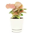 thumbnail image 1 of Syngonium Neon Robusta (6"+ Minimalist Pot) - Pink Arrowhead Plant - Live Healthy Plant - Colorful Foliage Houseplant for Decoration, 1 of 8
