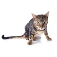 thumbnail image 2 of Bengal Cat Wall Decal by Wallmonkeys Peel and Stick Graphic (24 in W x 16 in H) WM299780, 2 of 4