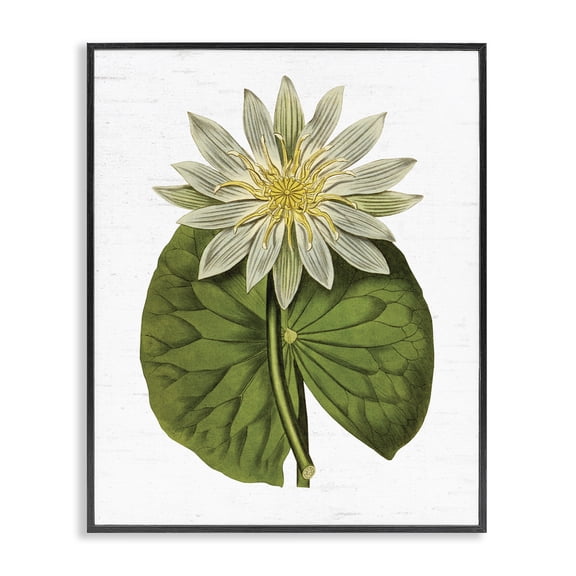 Stupell Industries French Country Vintage Water Lily Floral and Pond Plant Pad Black Framed Giclee Art, 11 x 14, by Lettered and Lined