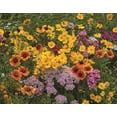 thumbnail image 3 of Earth Science ShadyITSC&nbsp;Wildflower Mix - 3-in-1 Formula with Premium Wildflower Seeds, Plant Food and Soil Conditioners - Non-GMO, Natural Ingredients (2lb), 3 of 3