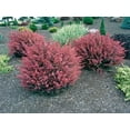 thumbnail image 6 of Barberry Rosy Glow  30 Live Plants  Vibrant Dual-Toned Foliage, Ideal for Landscaping & Hedging, Hardy & Drought-Tolerant, Live Decorative Shrub Plant, 6 of 8