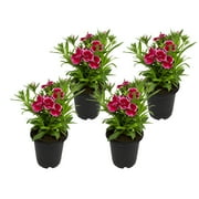 Altman Plants 1 qt Dianthus Early Bird Radiance Plant Collection (4-Pack)