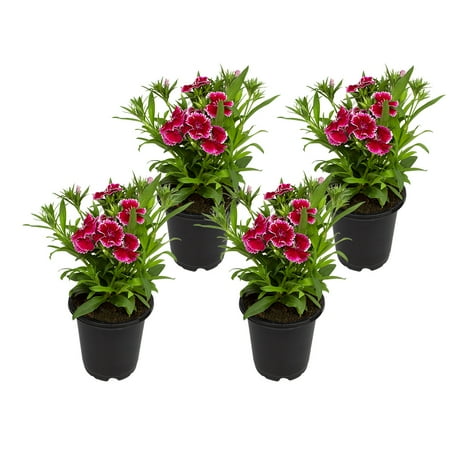Altman Plants 1 qt Dianthus Early Bird Radiance Plant Collection (4-Pack)