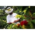 thumbnail image 2 of Induban Santo Domingo Coffee Reg Ground 1lb, 2 of 9